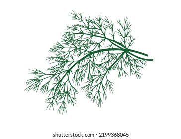 Vector illustration of dill branch isolated on white background