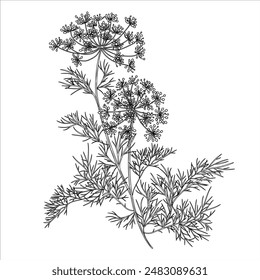 Vector illustration of a dill branch. Leaves and inflorescences in engraving style