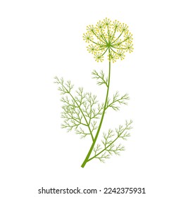 Vector illustration, dill with flowers, scientific name Anethum graveolens, isolated on white background.