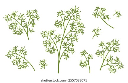 Vector illustration of dill isolated on white background. Ecological product. Universal icons for food and nature design. Fresh Herbs Image. Picture of fresh spices from the garden.