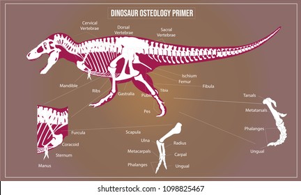 Vector illustration of Dinosaur osteology primer