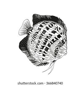 Vector illustration - discus. Aquarium fish.