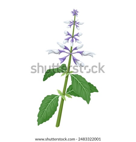 Vector illustration of Diviner's Sage, scientific name Salvia divinorum, isolated on white background.