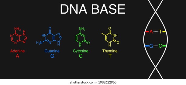 Vector Illustration Of DNA Bases: Adenine, Guanine, Cytosine, And Thymine.