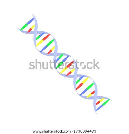 Vector illustration of a DNA macromolecule with an accurate representation of the compounds. Isolated genetic molecule of human organism on white background.