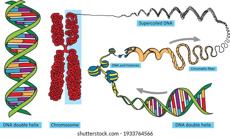 Vector illustration of DNA packaging diagram.