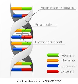 Vector illustration of DNA structure