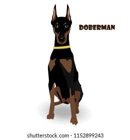 Vector illustration with dobermann.