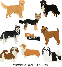 Vector illustration Dog collection Yorkshire terrier, Havanese Dog, Siberian Husky, Golden Retriever, Bernese Mountain Dog, Griffon Bruxellois, Shih Tzu,Pembroke Welsh Corgi Isolated objects set