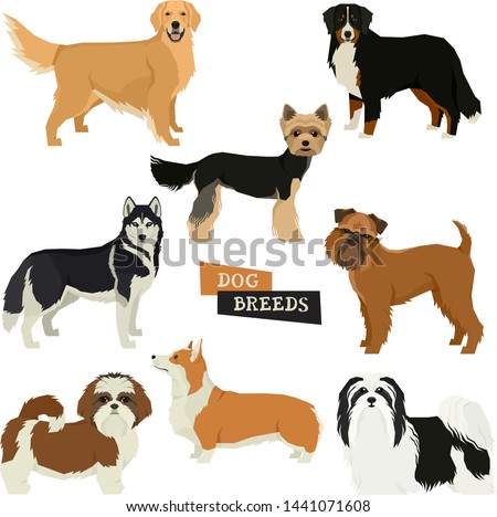 Vector illustration Dog collection Yorkshire terrier, Havanese Dog, Siberian Husky, Golden Retriever, Bernese Mountain Dog, Griffon Bruxellois, Shih Tzu,Pembroke Welsh Corgi Isolated objects set