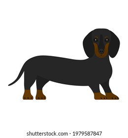 Vector illustration of a dog of the Dachshund breed, black-brown color.