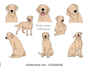 Vector Illustration of Dog, Labrador Retriever 