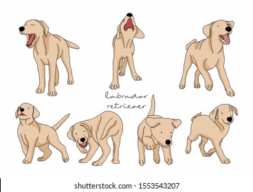 Vektorset des Hundes, Labrador Retriever 