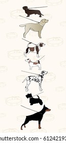 Vector illustration; dog on a leash. Dog breeds : dalmatians, Jack Russell terrier, beagle, doberman, scotch terrier, dachshund basset, labrador retriever