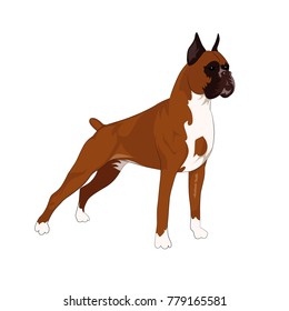 Vector illustration of dog on white background