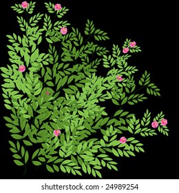 vector illustration "dog-rose"