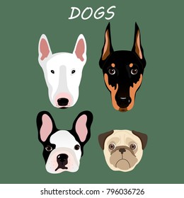 Vector illustration with dogs. A set of breeds from the French Bulldog, Bull Terrier, Doberman, Pug.