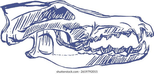 Eine Vektorgrafik des Schädels eines Hundes in der Profilansicht