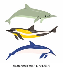 Vector illustration of dolphins. White background.