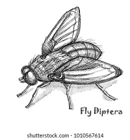 Vector illustration of domestic fly in line sketching style. Hand drawn Fly Diptera biology sample.