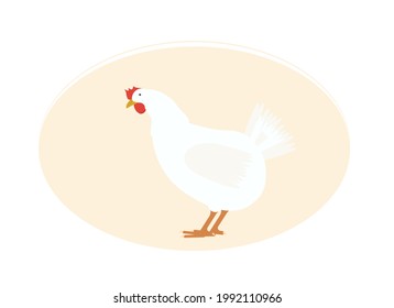 Vector illustration of a domestic white hen with a red comb and beak