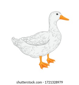 Vector illustration of a domestick duck