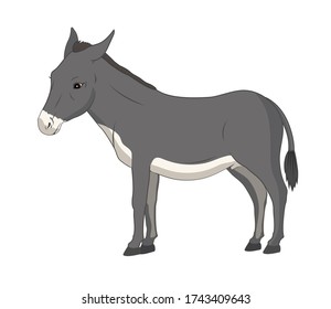 Vector illustration of a donkey