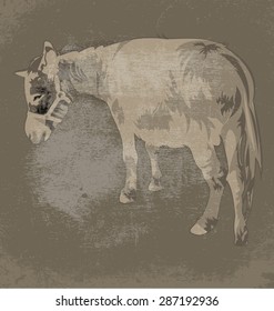 Vector illustration of  donkey on grunge background