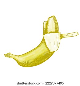 vector illustration of doodle banana. Fruit sketch drawing style