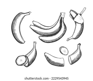vector illustration of doodle banana set. Fruit sketch drawing style