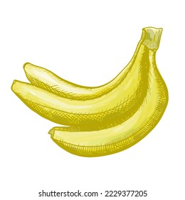 vector illustration of doodle bananas bunch. Fruit sketch drawing style