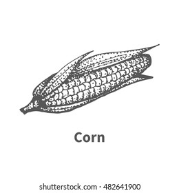Vector illustration doodle black and white hand-drawn corn. Isolated on white background. The concept of harvesting. Vintage style. Plant with the inscription.