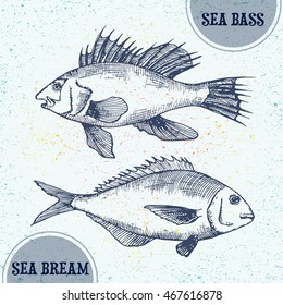 Vector illustration of doodle colorful ocean fish, sea bass and sea bream. Isolated hand drawn ink sketch in line art graphic style. Drawing engraved on vintage background. Design for advertisement.