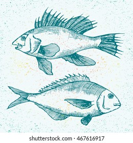 Vector illustration of doodle colorful ocean fish, sea bass and sea bream. Isolated hand drawn ink sketch in line art graphic style. Drawing engraved on vintage background. Design for advertisement.