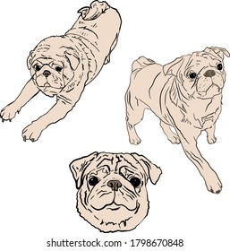 Vector illustration of doodle pugs on a white background. Set of dogs for printing on paper, logo, clothes, blanks for designers, shops