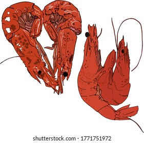 Vector illustration of doodle shrimp. For printing on packaging, menus, restaurants, element for designers, icon.
