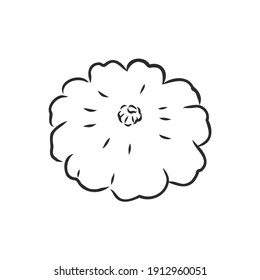 Vector illustration doodle sketch hand-drawn patisson. Isolated on white background. The concept of harvesting. Vintage retro style. Yellow ripe large squash. patisson, vector sketch illustration