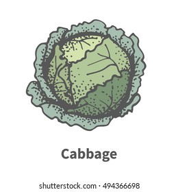 Vector illustration doodle sketch hand-drawn cabbage. Isolated on white background. The concept of harvesting.  Vintage retro style. Head of cabbage.