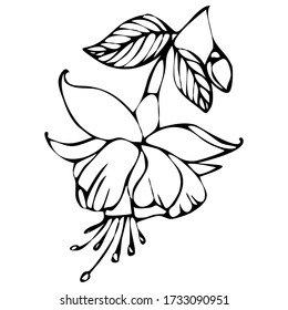 vector illustration in doodle style in black, flowers, tattoo, isolate on a white background