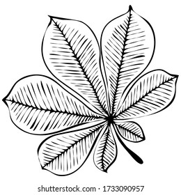 ilustración vectorial en estilo doodle en negro, hojas, tatuaje, aíslar sobre un fondo blanco