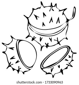 ilustración vectorial en estilo doodle en negro, castañas, tatuaje, aíslar sobre fondo blanco