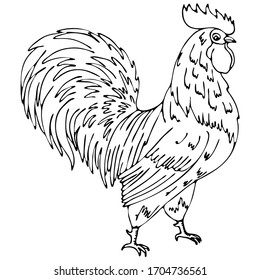 vector illustration, doodle style drawing, in black, chicken, cock, bird, isolate on a white background