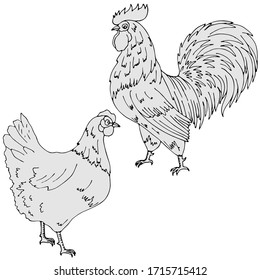 vector illustration, doodle style drawing, in black, chicken, cock, bird, isolate on a white background