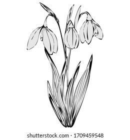 vector illustration, doodle style drawings, linear image in black, bouquet of snowdrops, isolate on a white background
