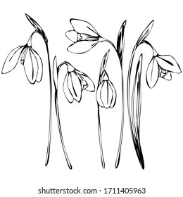 illustration vectorielle, dessins au style doodle, image linéaire en noir, ensemble de fleurs de gouttes de neige, isolée sur fond blanc