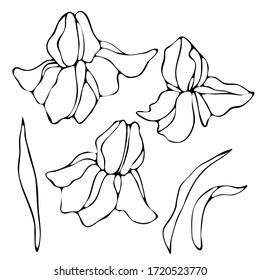 vector illustration, doodle style drawings, linear image in black, a set of flowers of irises, isolate on a white background