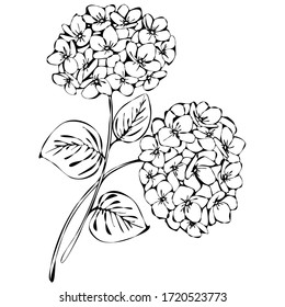 vector illustration, doodle style drawings, linear image in black,  flowers of hydrangea, isolate on a white background
