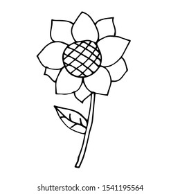 vector illustration in doodle style sunflower. element for decoration cards