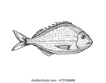 Vector illustration of a dorado. River fish. Hand drawn sketch.