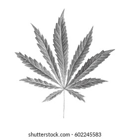 Vector illustration of dotted Cannabis sativa leaf in old style. Marijuana hemp leaf isolated on white background. Realistic illustration of plant. Stylized dotted leaves. Tattoo Hand Drawn dotwork